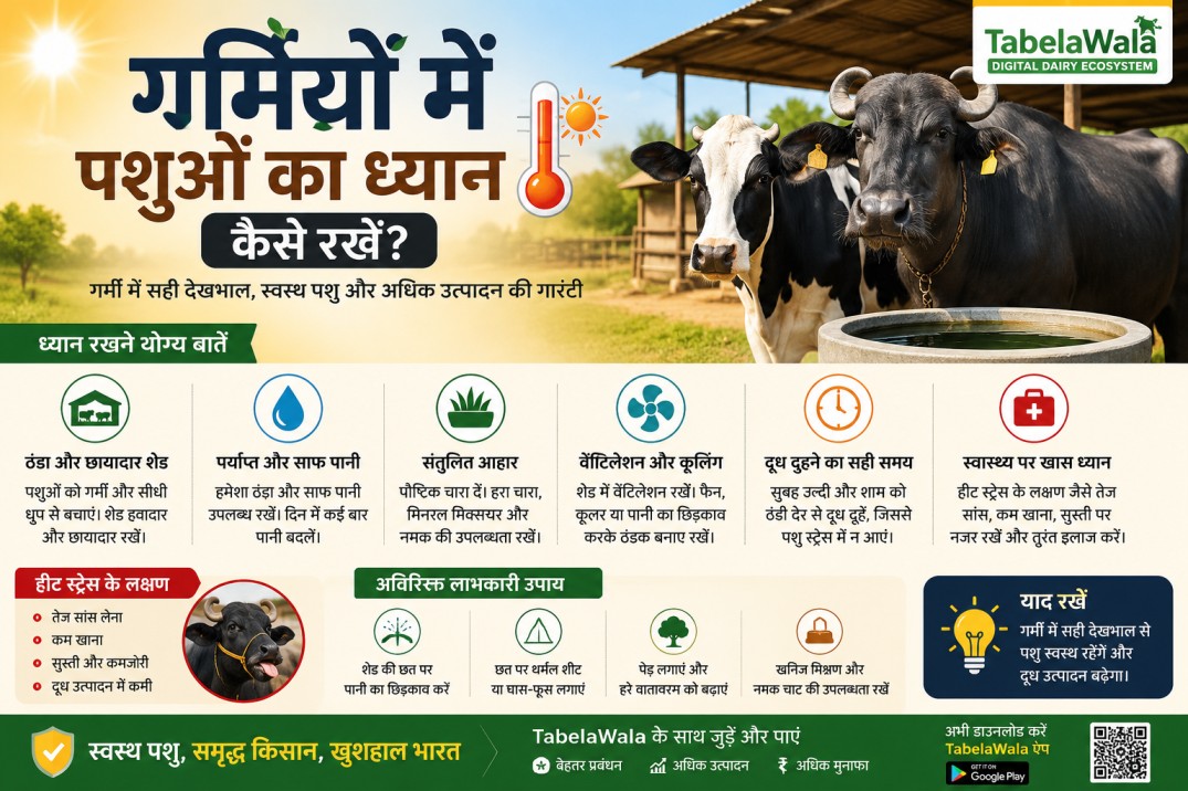 गर्मी में पशुओं का ध्यान कैसे रखें