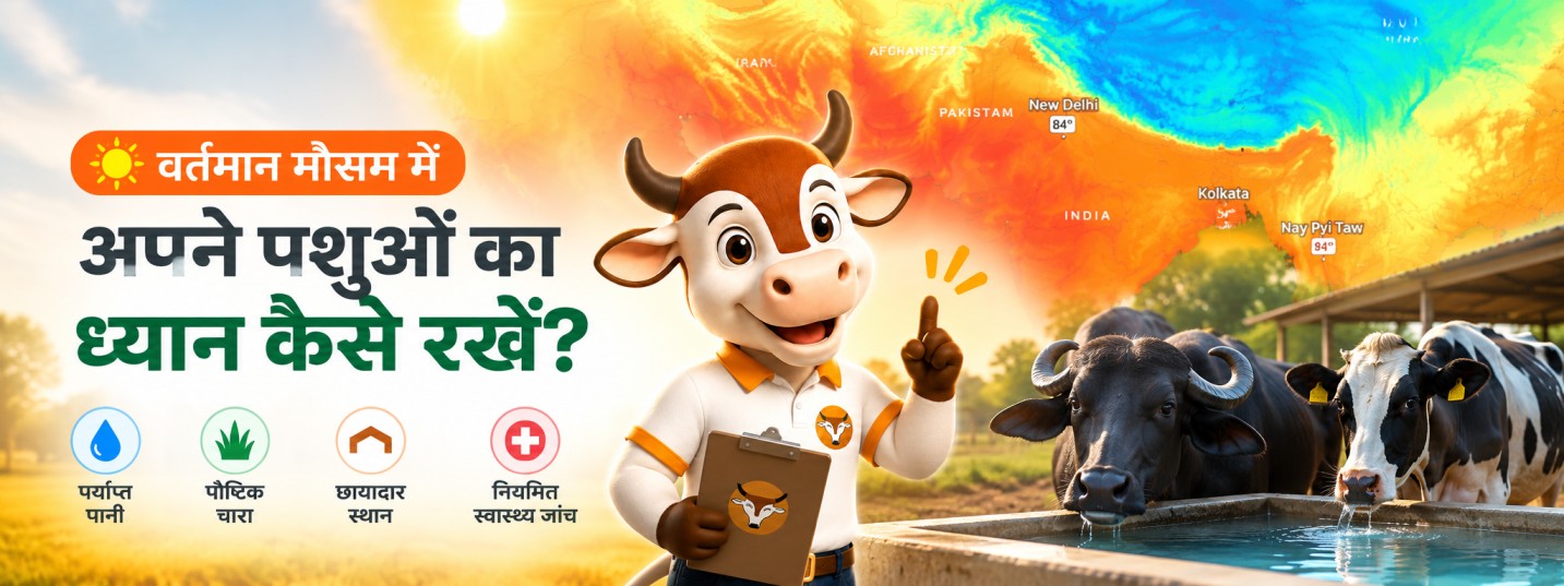 वर्तमान मौसम में अपने पशुओं के स्वास्थ्य का ध्यान कैसे रखें? दिन में गर्मी और रात में ठंड से बचाव के आसान उपाय