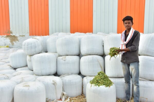 Silage Production in TabelaWala