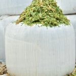 Silage Production in TabelaWala