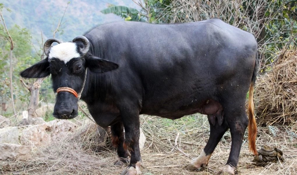 Murrah Buffalo