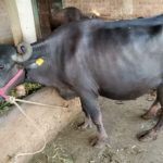 Murrah Buffalo-10 Liter