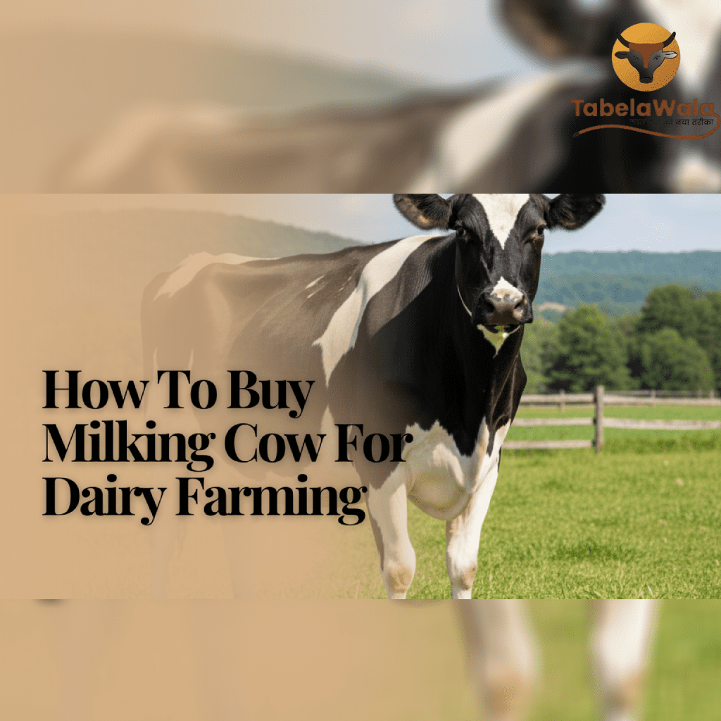 How to Identify a High-Quality Cow