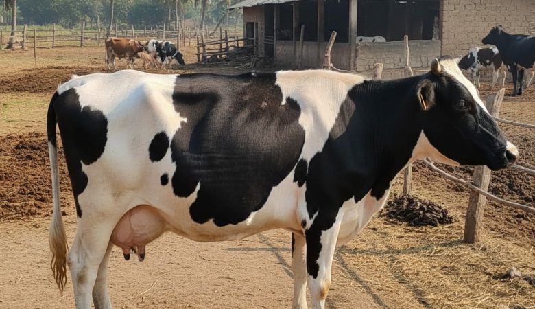 Holstein Friesian Cow Guide: Everything Farmers Must Know in 2025