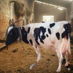 holstein friesian cattle