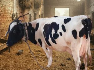 holstein friesian cattle