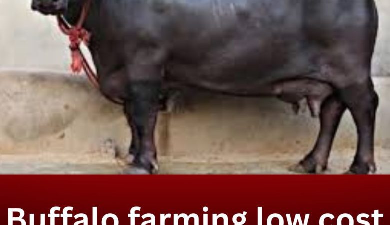 Buffalo Farming: Low-Cost Dairy Farming Guide for Maximum Profit
