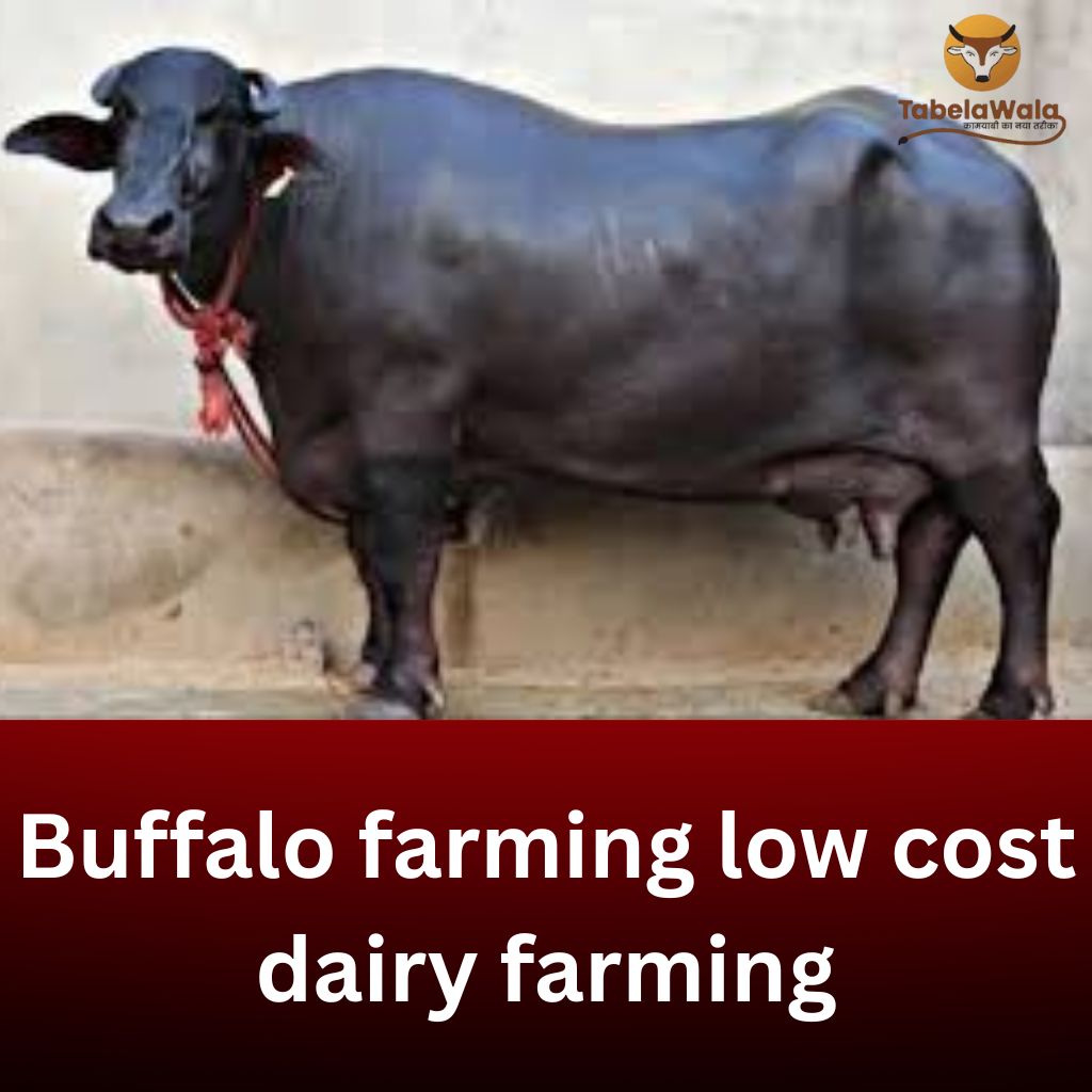 Buffalo Farming: Low-Cost Dairy Farming Guide for Maximum Profit