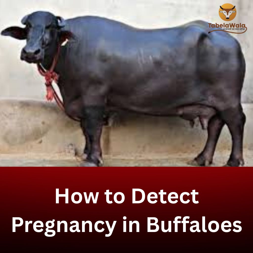 How to Detect Pregnancy in Buffaloes