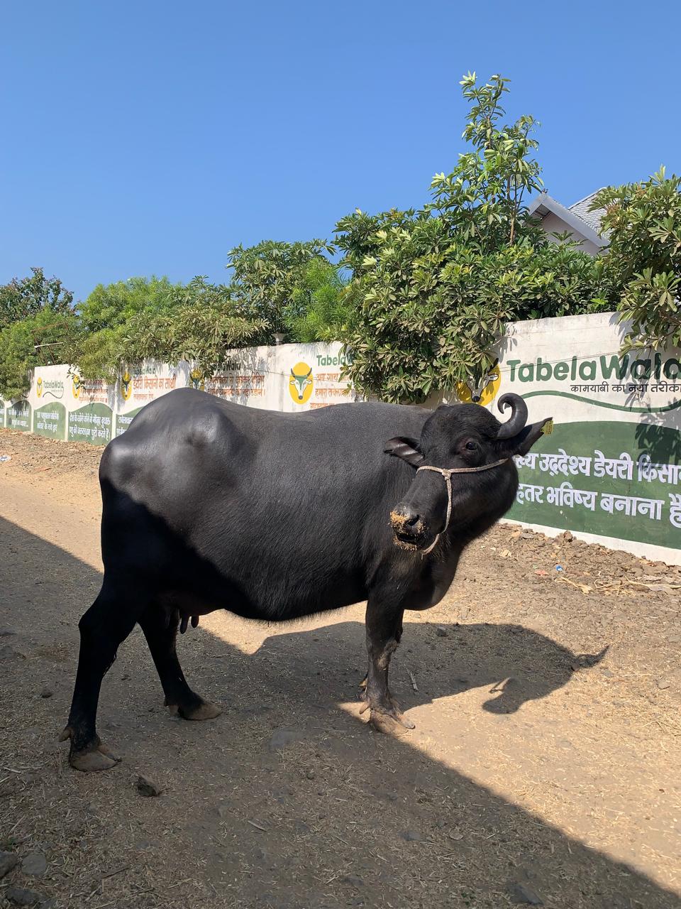 Haryana Murrah buffalo