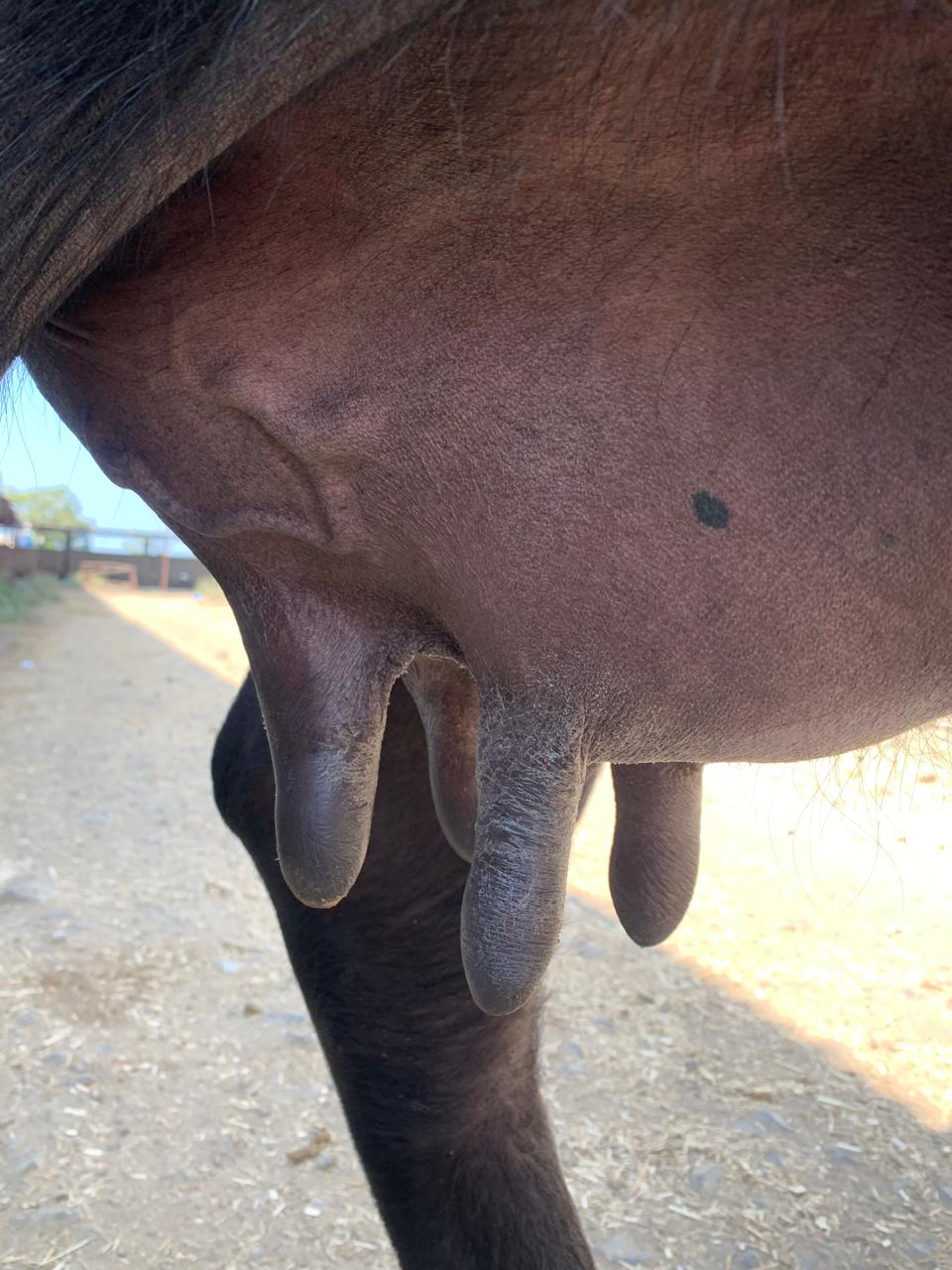 Murrah Buffalo 20 Litre price