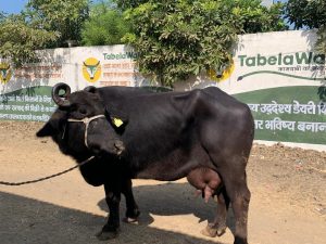 Murrah Buffalo 20 Litre price