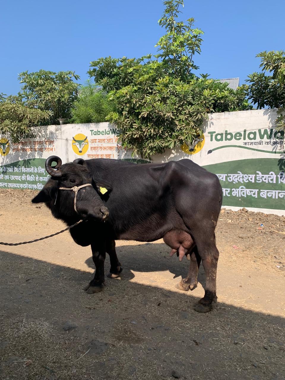 Murrah Buffalo 20 Litre price