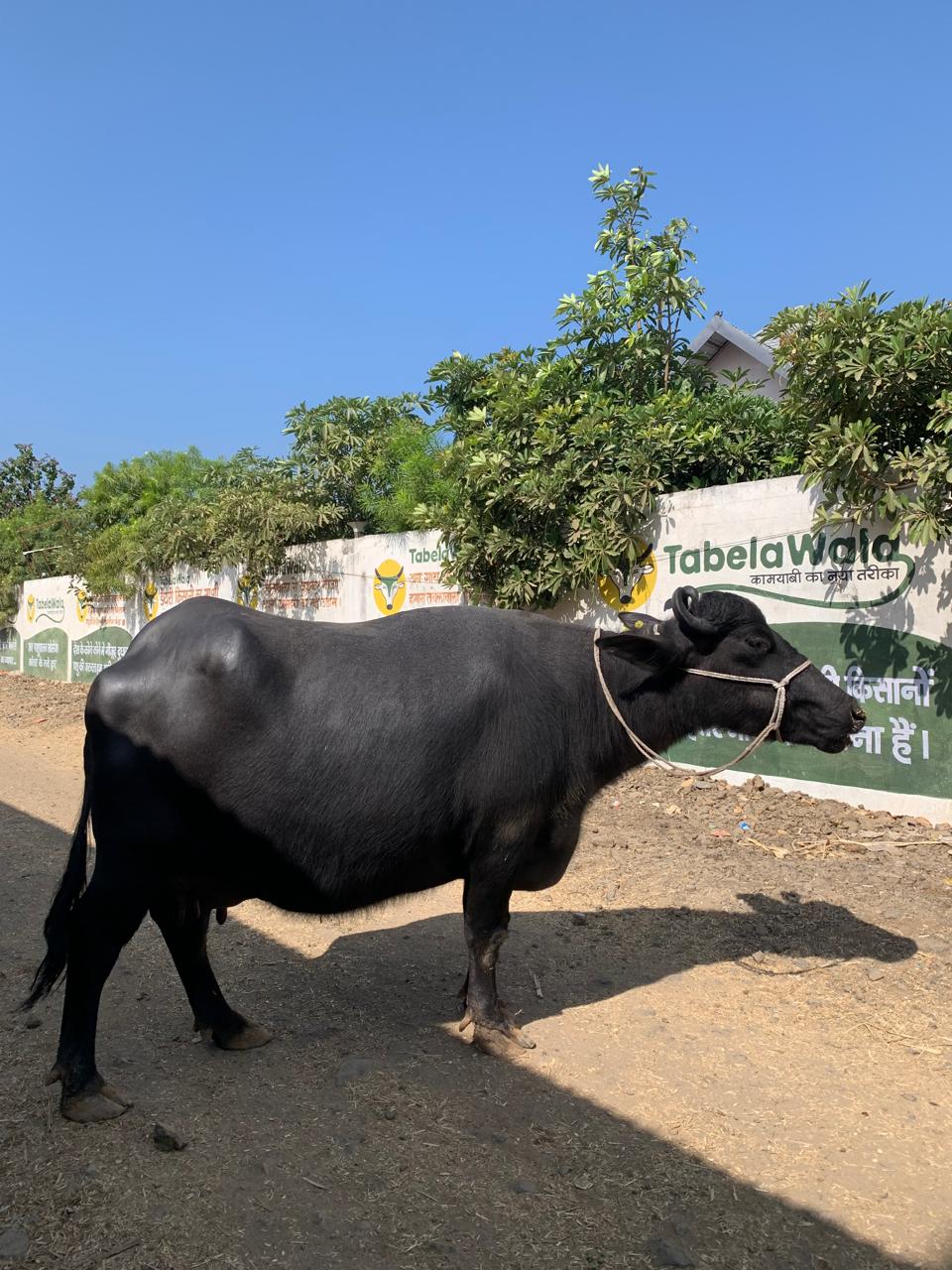 Murrah Buffalo in MP