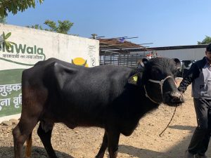 Murrah buffalo price in india