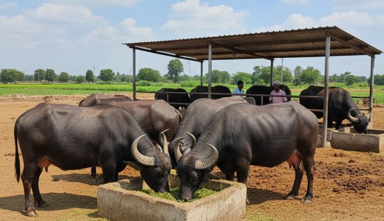 Jafarabadi Buffalo Dairy Farming: Profit, Challenges, and Real Experience